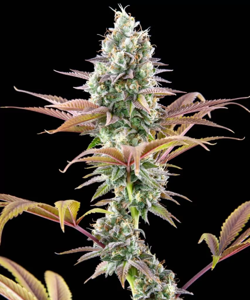 Nahaufnahme einer zweiten Black Runtz-Pflanze mit dichten Buds und einer Vielzahl leuchtender Blattfarben.