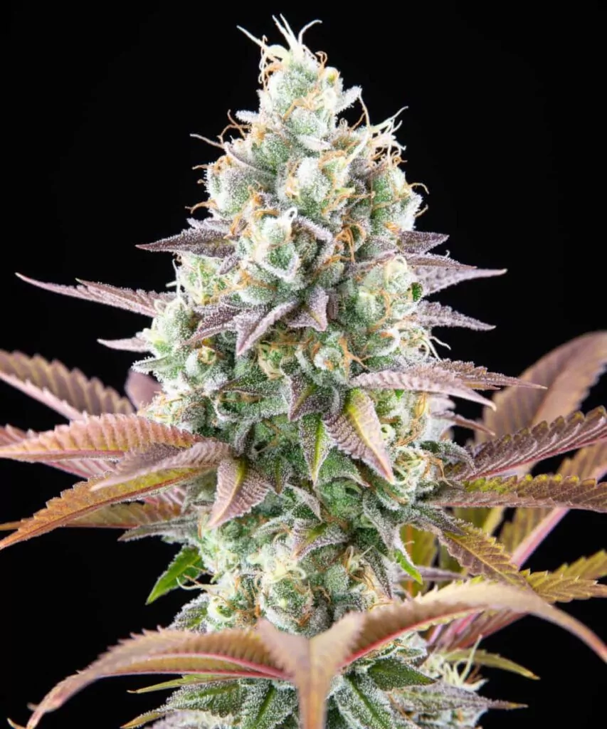 Detaillierte Ansicht der Black Runtz-Head-Buds mit schimmernden Trichomen und lebhafter Blattfärbung.