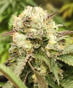Head-Buds: **Eine weitere Ansicht der Head-Buds der Cereal Milk-Sorte**, mit ihrer dichten Struktur und frostigen Beschichtung.