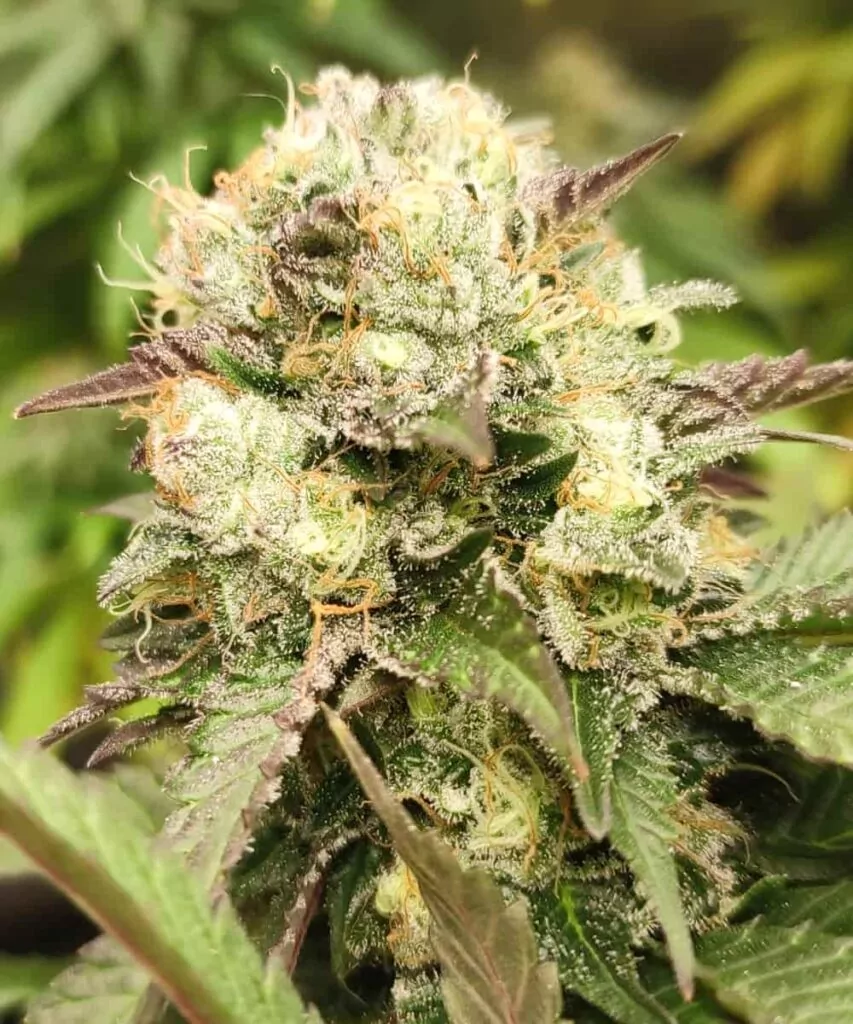 Head-Buds: **Eine weitere Ansicht der Head-Buds der Cereal Milk-Sorte**, mit ihrer dichten Struktur und frostigen Beschichtung.