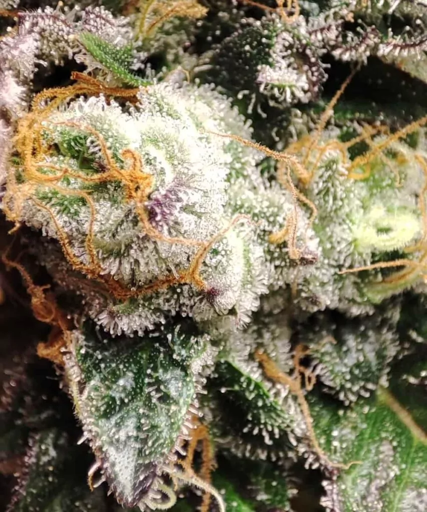 Trichome-Zoom: **Vergrößerte Aufnahme der Trichome der Cereal Milk-Sorte**, die ihr kristallklares Harz und ihre Potenz offenbart.