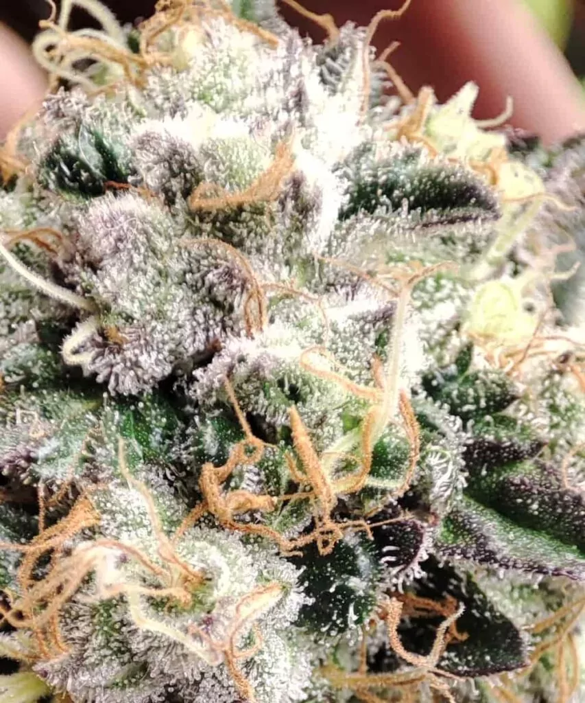 Trichome-Zoom: **Eine hochdetaillierte Nahaufnahme der Trichome auf Cereal Milk-Buds**, die ihre funkelnde, frostige Textur zeigt.