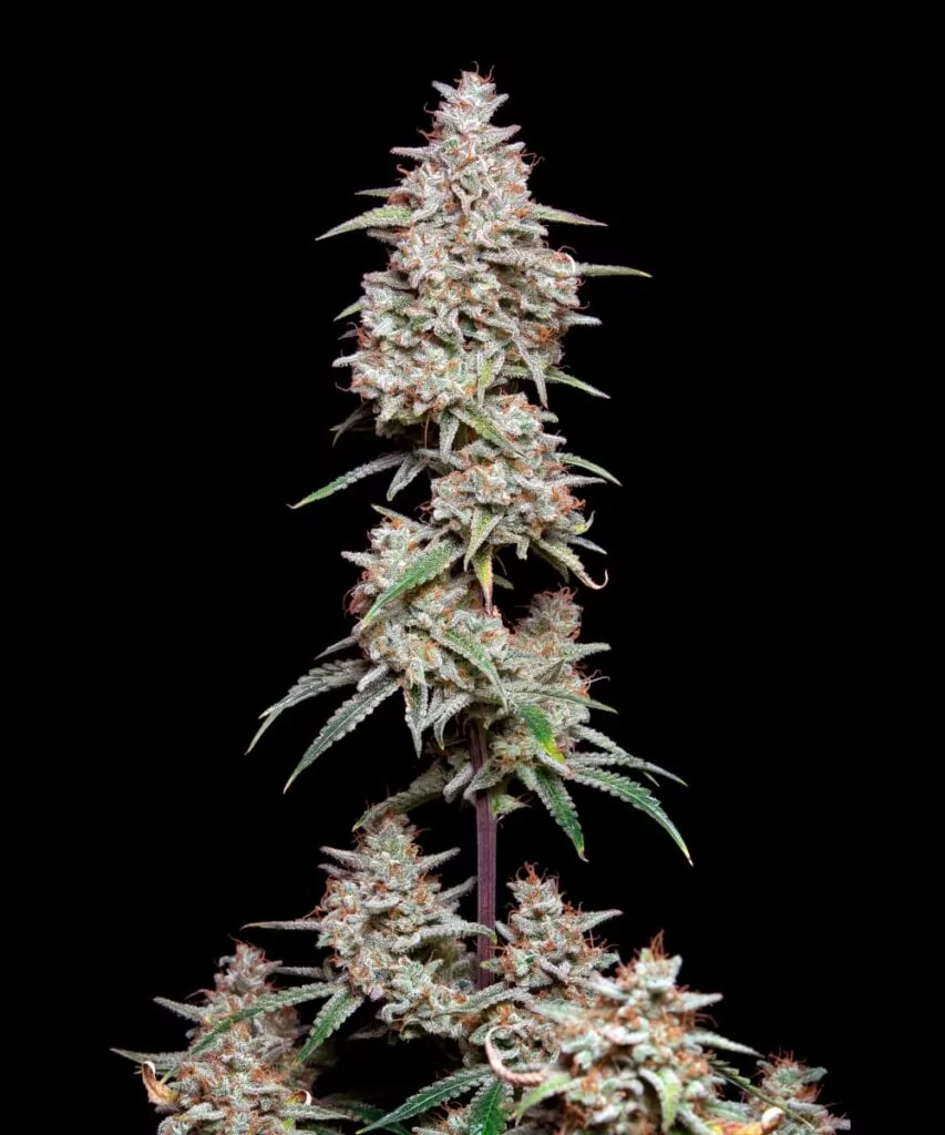 Nahaufnahme einer Gelato-Cola mit Fokus auf die dichte Bud-Struktur und die üppige Trichomschicht.