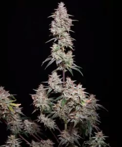 Abbildung einer Gelato-Cannabispflanze mit einer riesigen, markanten Cola, die ihr kräftiges Wachstum und die dichte Bud-Bildung zeigt.