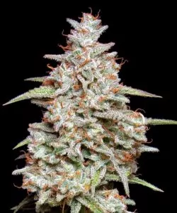 Detaillierte Nahaufnahme einer Gelato-Cola mit Fokus auf die dicke Trichomschicht und das reichhaltige, frostige Erscheinungsbild der Buds.