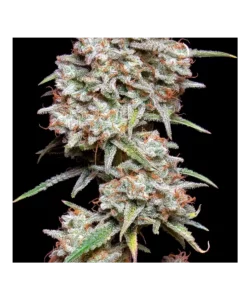 Extreme Nahaufnahme der Gelato-Trichome, die ihre kristallartige Struktur und Fülle zeigen – ein Hinweis auf die hohe Potenz dieser Sorte.