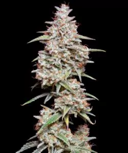Eine weitere Nahaufnahme einer Gelato-Cola mit Fokus auf die dichte Anordnung der Buds und die funkelnden Trichome.