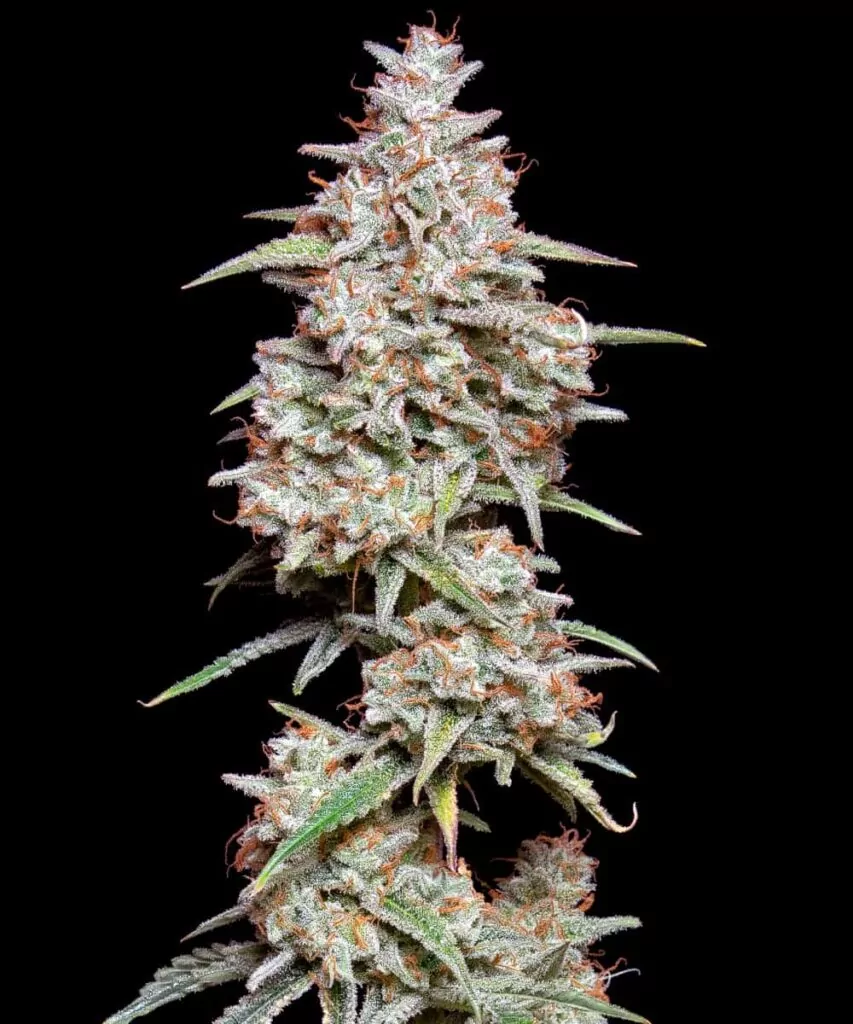 Eine weitere Nahaufnahme einer Gelato-Cola mit Fokus auf die dichte Anordnung der Buds und die funkelnden Trichome.