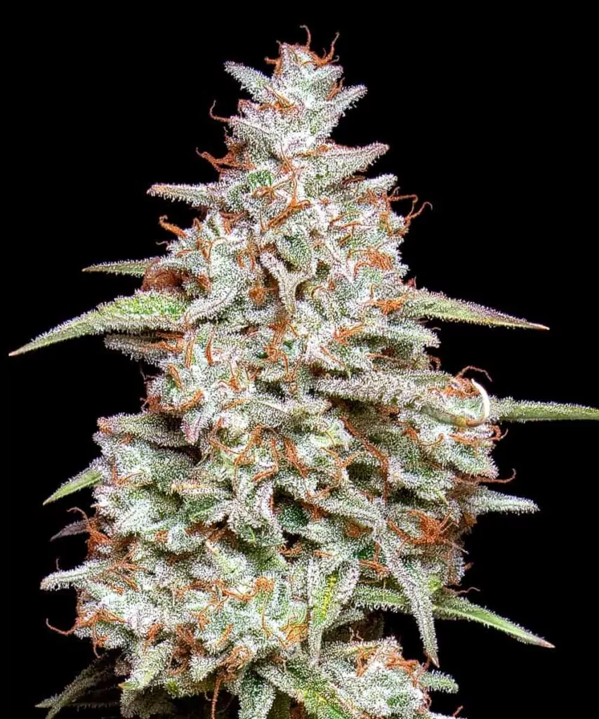 Detaillierte Nahaufnahme einer Gelato-Cola mit Fokus auf die dicke Trichomschicht und das reichhaltige, frostige Erscheinungsbild der Buds.