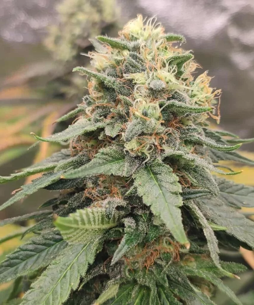 Ein frostiger, zuckerartiger Cannabis-Bud der Greace Monkey-Sorte, bedeckt mit dichten Trichomen, die wie Kristalle schimmern, mit lebendigen Grüntönen und orangefarbenen Stigmen.