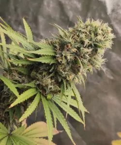 Nahaufnahme eines dichten Gush Mints-Buds, überzogen mit glitzernden Trichomen, mit tiefgrünen und violetten Farbtönen, akzentuiert durch leuchtend orangefarbene Stigmen.