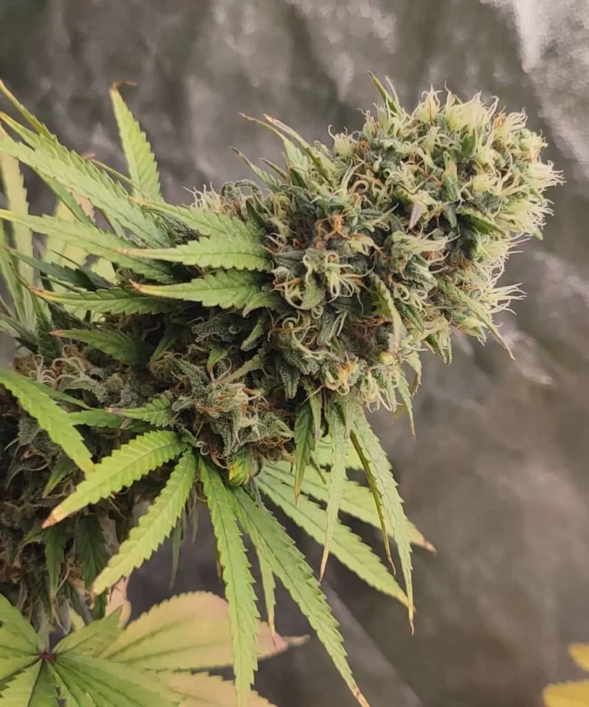 Nahaufnahme eines dichten Gush Mints-Buds, überzogen mit glitzernden Trichomen, mit tiefgrünen und violetten Farbtönen, akzentuiert durch leuchtend orangefarbene Stigmen.