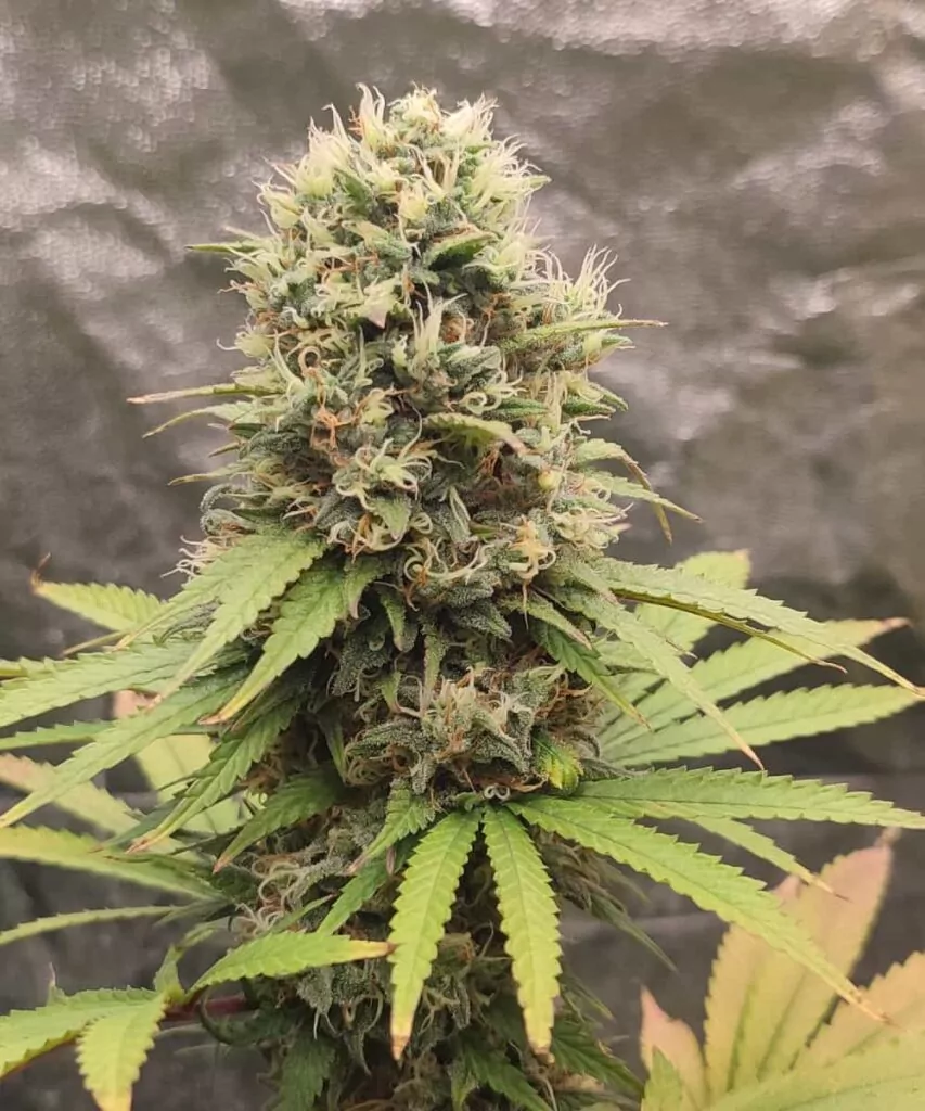 Ein dicht gepackter Gush Mints-Cannabis-Bud, der vor frostigen Trichomen schimmert und satte grüne sowie violette Farbtöne mit orangefarbenen Stigmen zeigt.