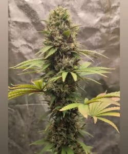 Eine massive Gush Mints-Cannabis-Cola, bedeckt mit frostigen Trichomen, mit lebhaften Grüntönen, violetten Akzenten und leuchtend orangefarbenen Stigmen, die sich entlang ihrer dichten Struktur ziehen.