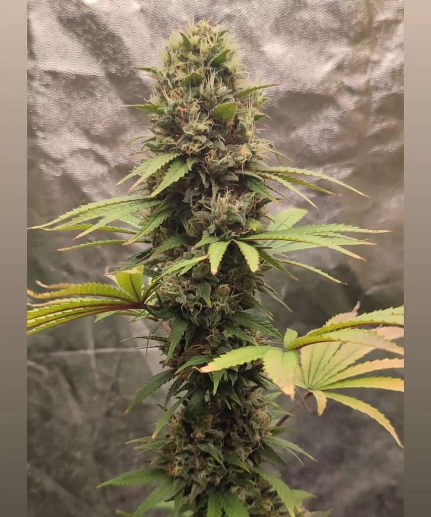 Eine massive Gush Mints-Cannabis-Cola, bedeckt mit frostigen Trichomen, mit lebhaften Grüntönen, violetten Akzenten und leuchtend orangefarbenen Stigmen, die sich entlang ihrer dichten Struktur ziehen.