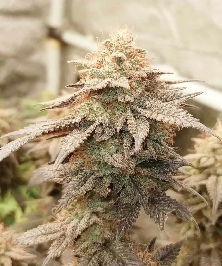 Nahaufnahme eines Kush Mints-Buds, bedeckt mit glitzernden Trichomen und einem zuckerartigen, kristallüberzogenen Aussehen. Die Bud-Struktur ist dicht, mit violetten und grünen Farbakzenten.