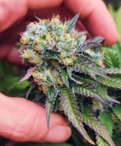 Dichter Head-Bud: **Ein dichter, farbenfroher Bud der Lava Cake-Sorte**, mit lebendigen violetten Farbtönen, gemischt mit Grün und orangefarbenen Stigmen.