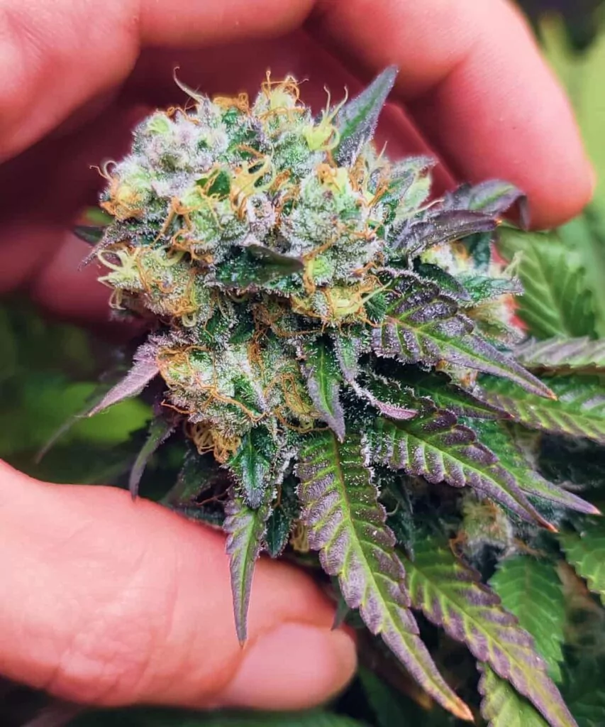 Dichter Head-Bud: **Ein dichter, farbenfroher Bud der Lava Cake-Sorte**, mit lebendigen violetten Farbtönen, gemischt mit Grün und orangefarbenen Stigmen.