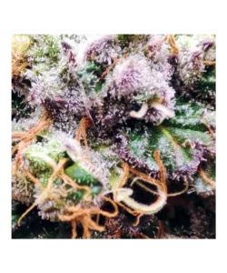 Zoom Trichome: **Stark vergrößerte Ansicht der Trichome der Lava Cake-Sorte**, die eine funkelnde Schicht aus Harzkristallen offenbart.