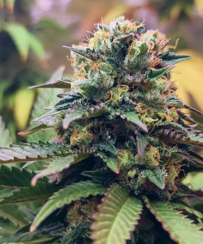 Ein weiterer Head-Bud: **Nahaufnahme eines weiteren Head-Buds der Lava Cake-Sorte**, frostig vor Trichomen und reich an Details.