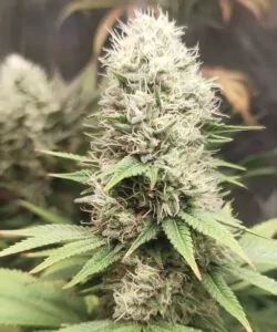 Nahaufnahme der dichten MAC 1-Buds, bedeckt mit funkelnden Trichomen und lebhaften weißen Stigmen – ein Anblick von erstklassiger Qualität.