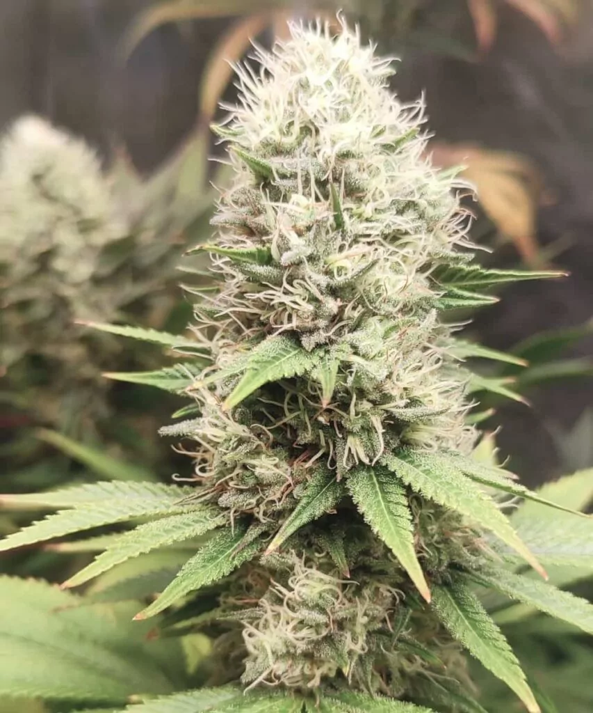 Nahaufnahme der dichten MAC 1-Buds, bedeckt mit funkelnden Trichomen und lebhaften weißen Stigmen – ein Anblick von erstklassiger Qualität.