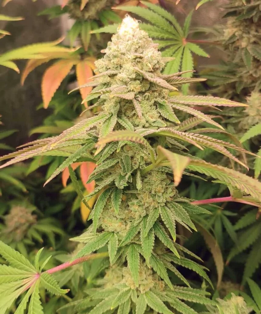 Eine Mimosa-Cannabispflanze mit lebendig bunten Blättern in Grün-, Violett- und Orangetönen, versehen mit dichten Buds, die von frostigen Trichomen überzogen sind.