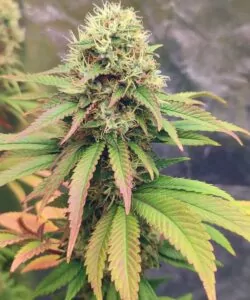 Ein frostiger Peanut Butter Breath-Bud mit grünen, violetten und orangefarbenen Tönen, umgeben von farbenfrohen Blättern.