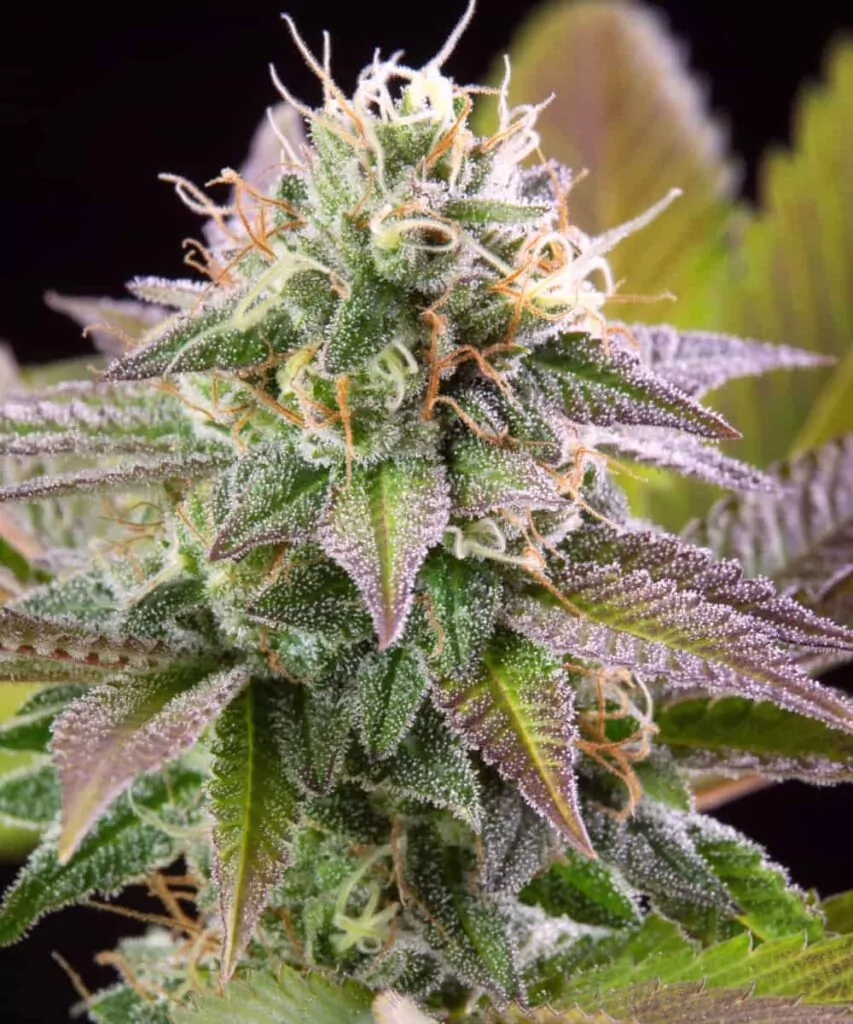 Pink Runtz-1 Nahaufnahme eines Pink Runtz-Buds mit rosafarbenen Trichomen und einer kompakten, harzüberzogenen Struktur.