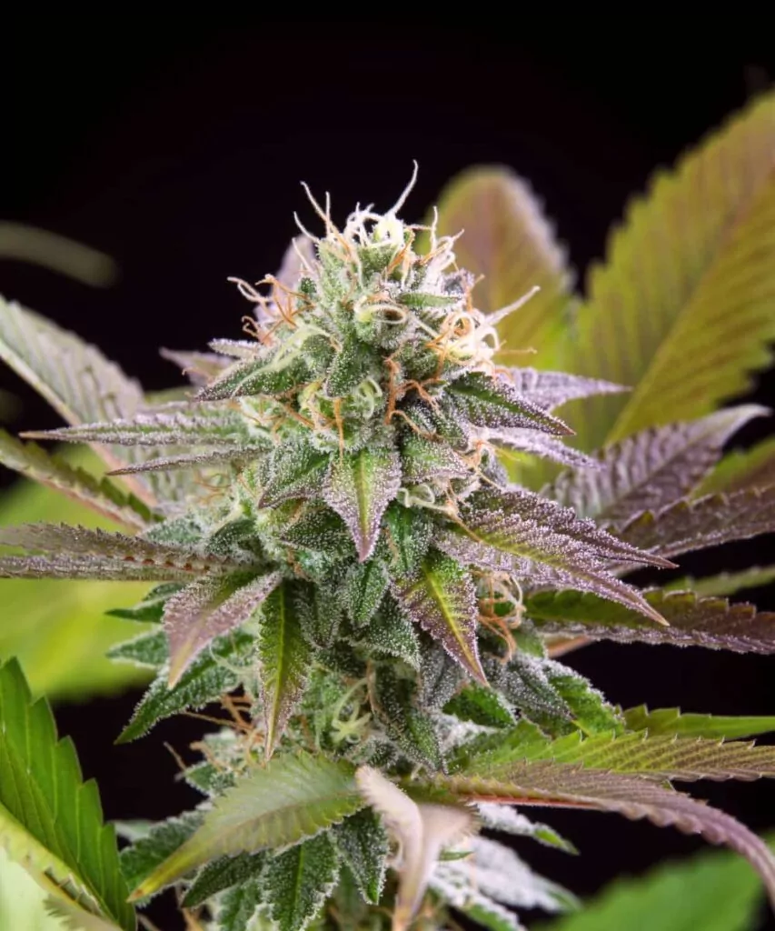 Pink Runtz Nahaufnahme eines Pink Runtz-Head-Buds mit lebhaft rosa gefärbten Blättern und dichten, frostigen Trichomen.