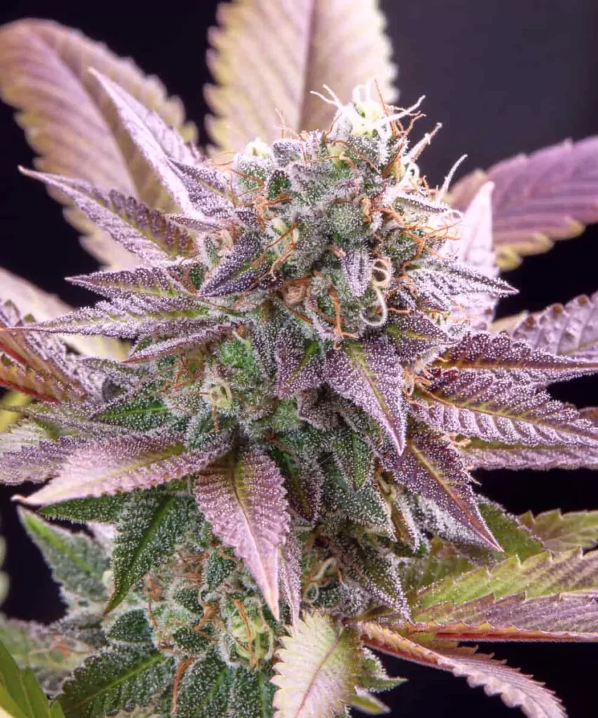 Nahaufnahme eines Purple Runtz-Buds mit lebendigen violetten Tönen und einer harzreichen Struktur.
