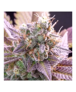 Makroaufnahme der Purple Runtz-Trichome, die wie Kristalle glitzern, mit satten violetten Akzenten auf dem Bud.
