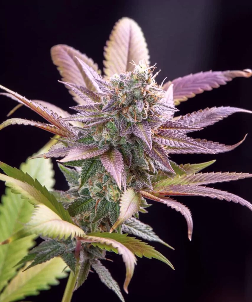 Kompakter Purple Runtz-Bud mit tiefvioletten Farbtönen und dichten, frostigen Trichomen.
