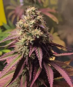 Lebendige RS-11-Cannabispflanze mit farbenfrohen violetten und grünen Blättern.