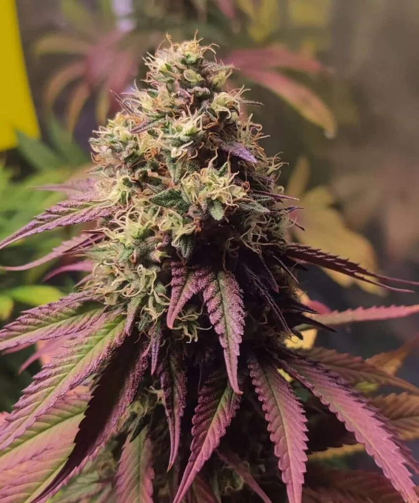 Lebendige RS-11-Cannabispflanze mit farbenfrohen violetten und grünen Blättern.