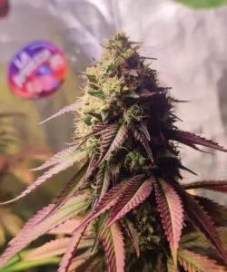 Gesamtaufnahme der RS-11-Pflanze mit Fokus auf die farbenfrohen Blätter und die dichten, frostigen Buds.