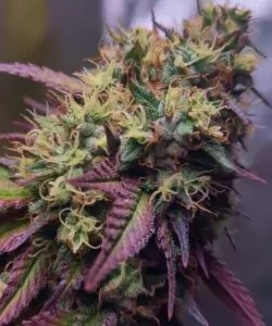 Nahaufnahme eines RS-11-Buds mit reichhaltiger Trichomschicht und violett schimmernden Farbtönen.