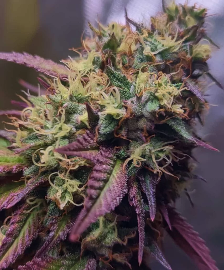 Nahaufnahme eines RS-11-Buds mit reichhaltiger Trichomschicht und violett schimmernden Farbtönen.