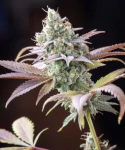 Nahaufnahme eines Runtz-Buds mit frostigem, zuckerüberzogenem Aussehen und dichter Struktur.