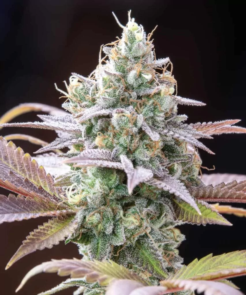 Makroaufnahme der Runtz-Trichome, die wie Zuckerkristalle funkeln und dem Bud ein lebendiges, harzreiches Aussehen verleihen.