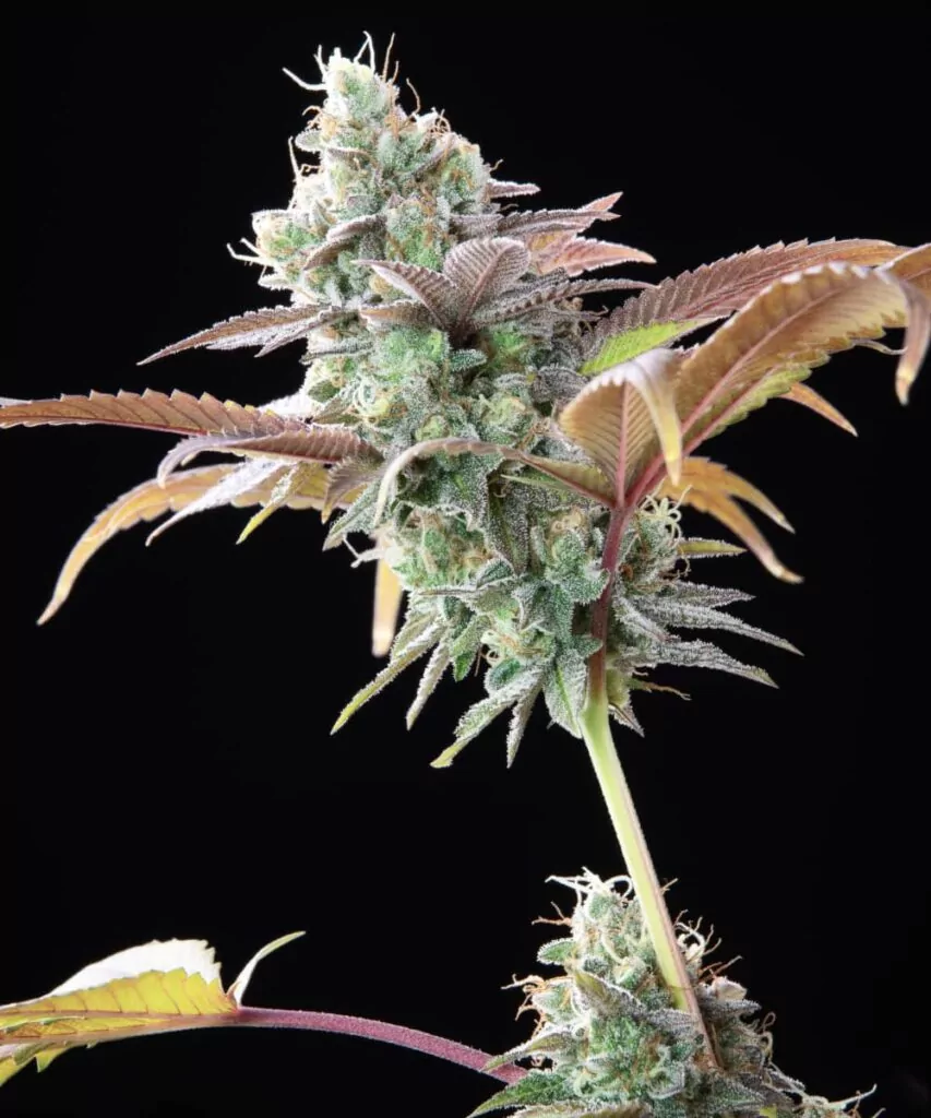 Kompakter Runtz-Bud, bedeckt mit einer dicken Schicht zuckriger Trichome, die vor Harz schimmern.