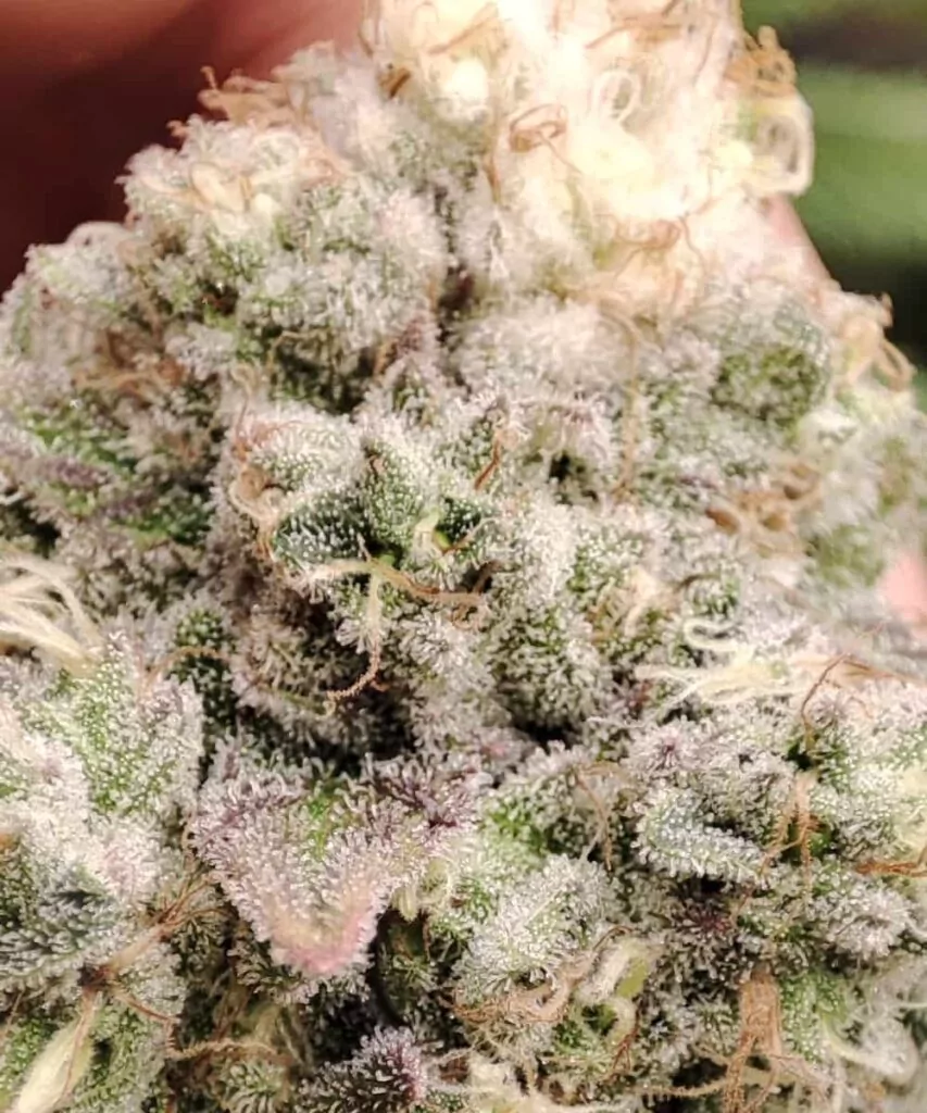 Nahaufnahme eines Watermelon Mimosa-Buds mit Betonung der dichten Schichten frostiger Trichome und lebendiger Farben.