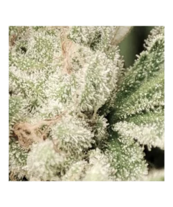 Eine ultra-nahe Ansicht der Watermelon Mimosa-Trichome, die ihr kristallklares, schneeähnliches Aussehen offenbart.