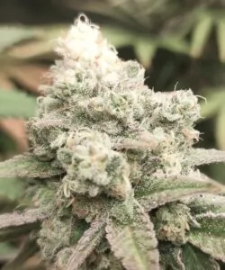 Nahaufnahme des Watermelon Mimosa-Head-Buds mit Fokus auf seine dichte Struktur, frostigen Trichome und grün-violetten Farbtöne.