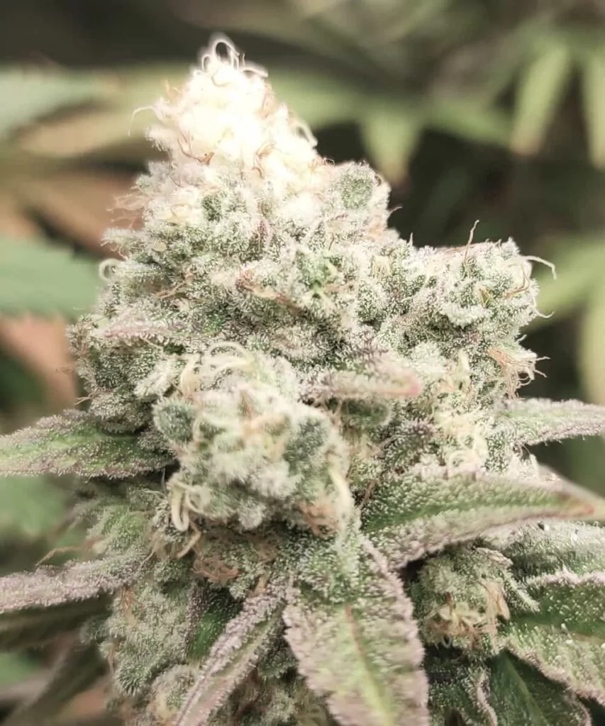 Nahaufnahme des Watermelon Mimosa-Head-Buds mit Fokus auf seine dichte Struktur, frostigen Trichome und grün-violetten Farbtöne.
