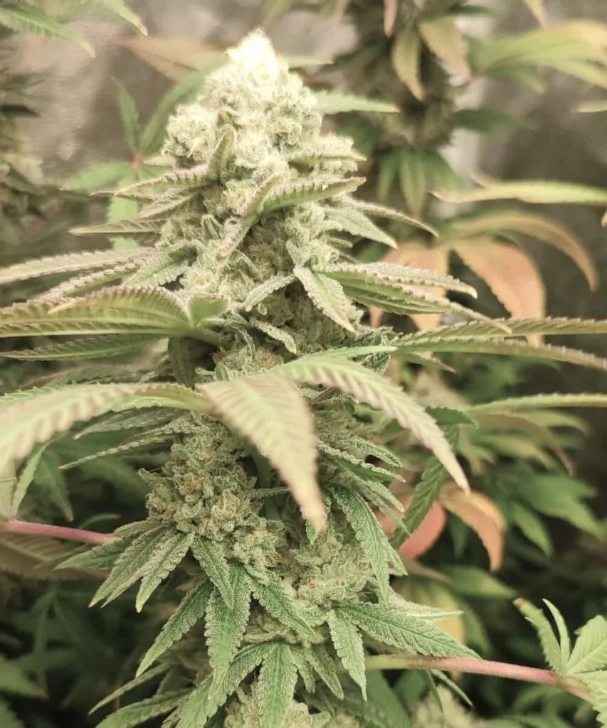 Eine vollständige Watermelon Mimosa-Cannabispflanze mit lebendig grünen und violetten Blättern, vollständig überzogen mit schneeartigen Trichomen.