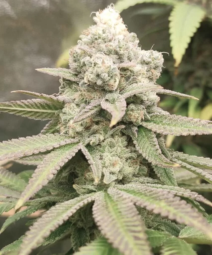Ein dichter Watermelon Mimosa-Cannabis-Bud, bedeckt mit frostigen, kristallartigen Trichomen und lebendigen grünen und violetten Farbtönen.