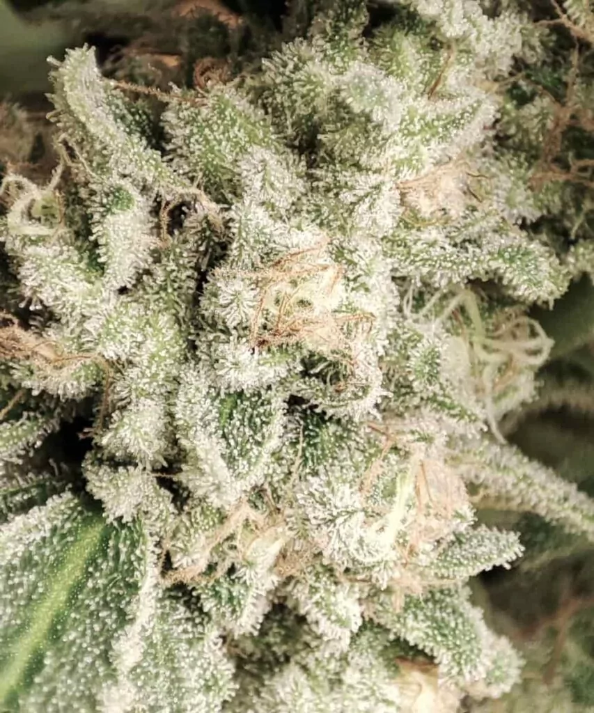 Eine nähere Ansicht der Oberfläche des Watermelon Mimosa-Buds mit Fokus auf die dichte, schimmernde Trichomschicht.