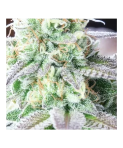 Makroaufnahme der White Runtz-Trichome, die wie Schneeflocken glitzern und einen frostigen, zuckerbestäubten Effekt erzeugen.