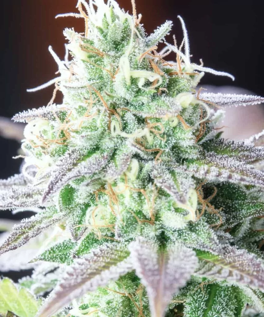 Nahaufnahme eines White Runtz-Buds mit dichtem, schneebedecktem Aussehen und harzüberzogener Struktur.